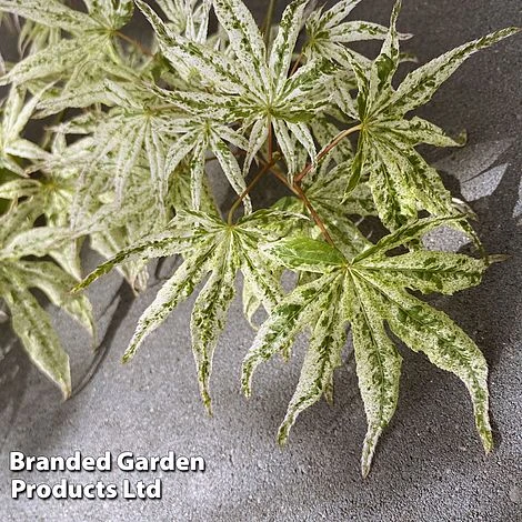 Acer Palmatum 'Ukigumo' - Image 3