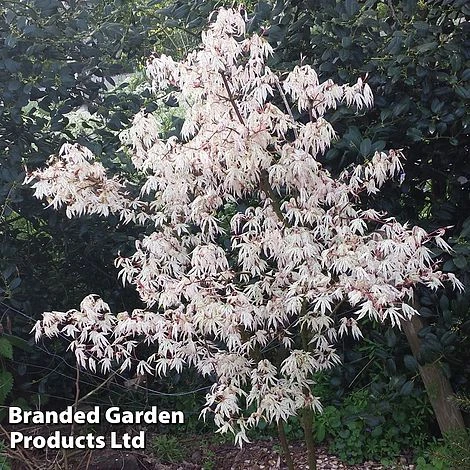 Acer Palmatum 'Ukigumo' - Image 7