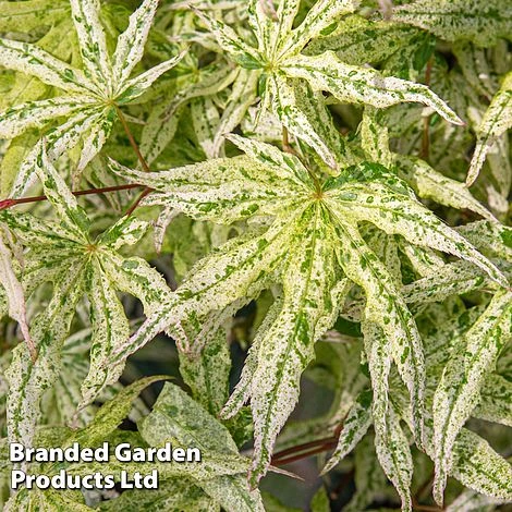 Acer Palmatum 'Ukigumo' - Image 8