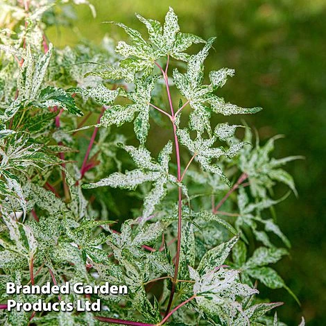 Acer Palmatum 'Ukigumo' - Image 9