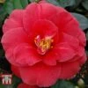 Camellia Japonica 'Adolphe Audusson'