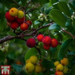 Arbutus Unedo 'Compacta'