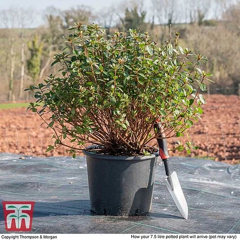 Rhododendron 'Rustica Pink' (Azalea Group) - Image 5