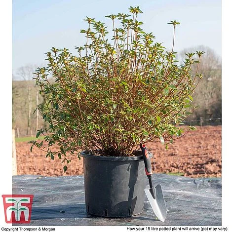 Rhododendron 'Rustica Pink' (Azalea Group) - Image 6