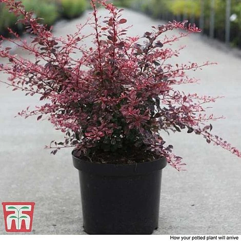 Berberis Thunbergii F. Atropurpurea 'Rose Glow' - Image 2