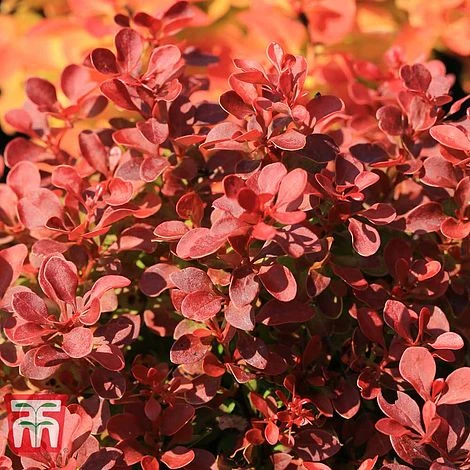 Berberis Thunbergii 'Florence' - Image 2