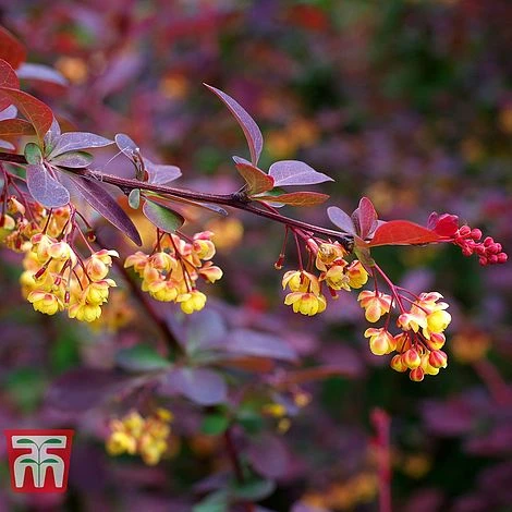 Berberis X Ottawensis F. Purpurea 'Superba' - Image 2