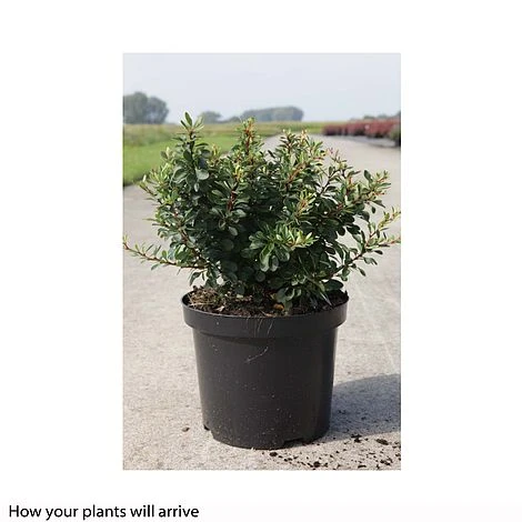 Berberis Thunbergii 'Kobold' - Image 2