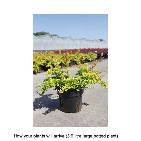 Berberis X Media 'Dual Jewel' - Image 2