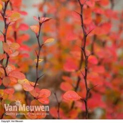Berberis Thunbergii F. Atropurpurea 'Orange Rocket'