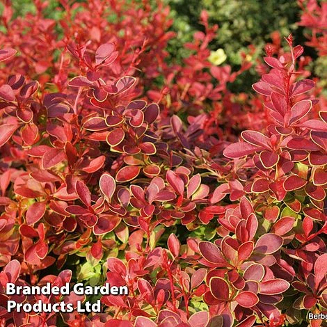 Berberis Thunbergii 'Coral'