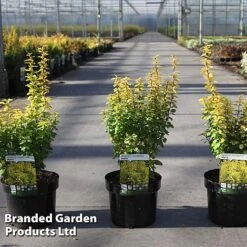 Berberis Thunbergii 'Maria'