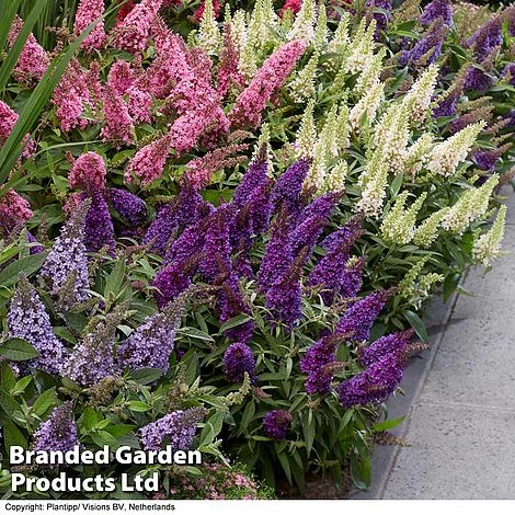 Buddleja 'Butterfly Candy' Collection - Image 3