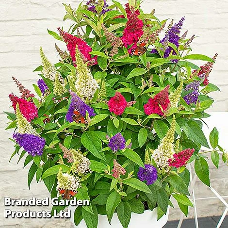 Buddleja 'Butterfly Candy' Collection - Image 4