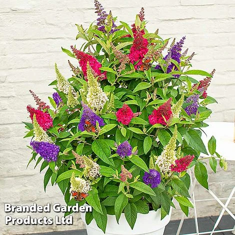 Buddleja 'Butterfly Candy' Collection - Image 5