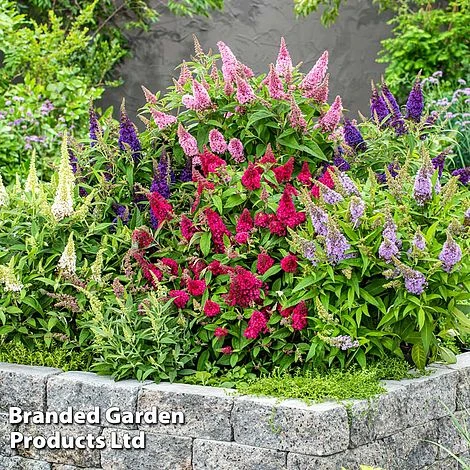 Buddleja 'Butterfly Candy' Collection - Image 6