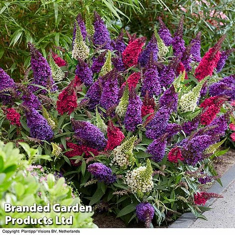 Buddleja 'Butterfly Candy' Collection - Image 7