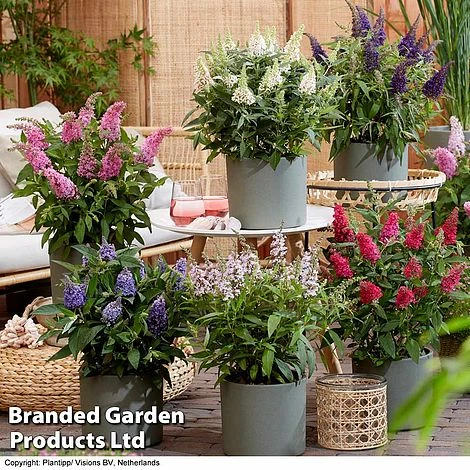 Buddleja 'Butterfly Candy' Collection - Image 8