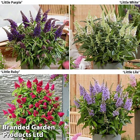 Buddleja 'Butterfly Candy' Collection - Image 2