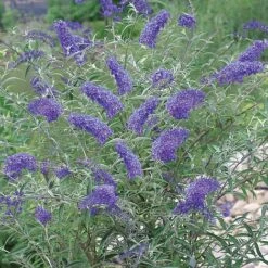 Buddleja Davidii 'Nanho Blue'