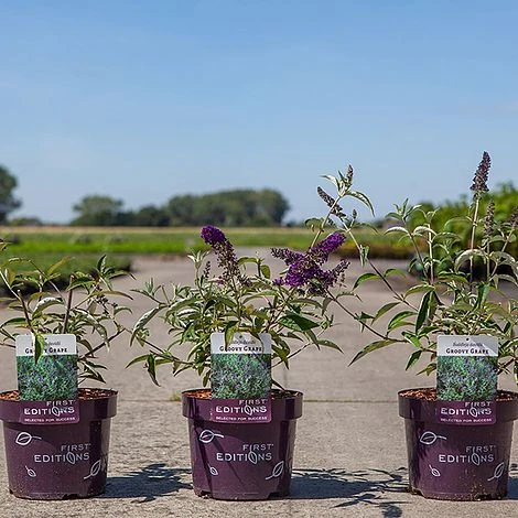 Buddleja Davidii 'Groovy Grape' - Image 2