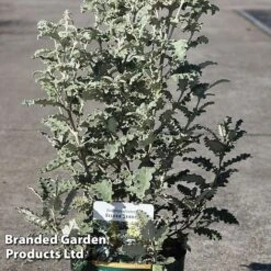 Buddleja Glomerata 'Silver Service'