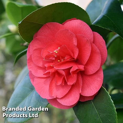 Camellia 'Blooming Wonder Red' - Image 2