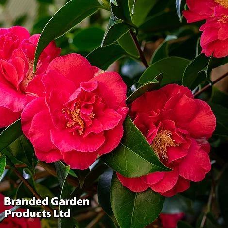 Camellia 'Blooming Wonder Red' - Image 3