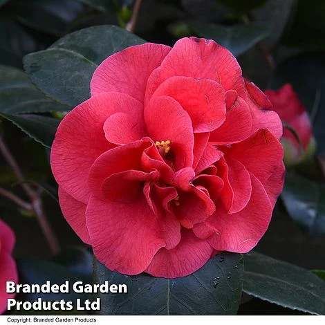 Camellia 'Blooming Wonder Red' - Image 4