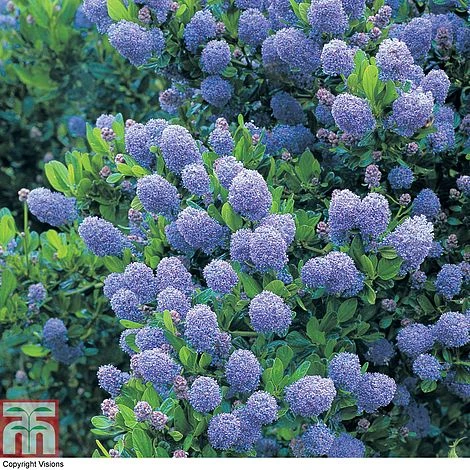 Ceanothus 'Skylark' - Image 6