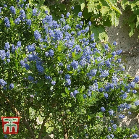 Ceanothus 'Skylark' - Image 2