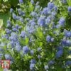 Ceanothus 'Skylark'