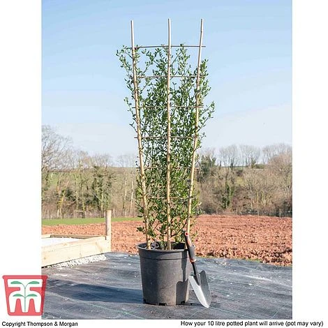 Ceanothus 'Skylark' - Image 5