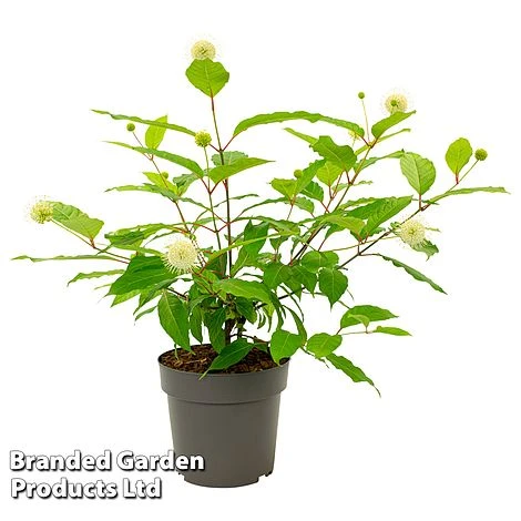 Cephalanthus Occidentalis 'Honeyballs' - Image 6