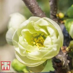 Chaenomeles Speciosa 'Yukigoten'