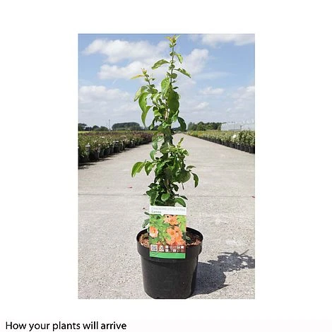 Chaenomeles X Superba 'Cameo' - Image 2