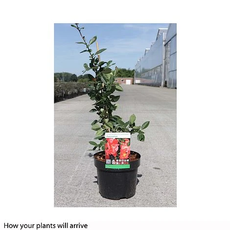 Chaenomeles X Superba 'Fascination' - Image 2