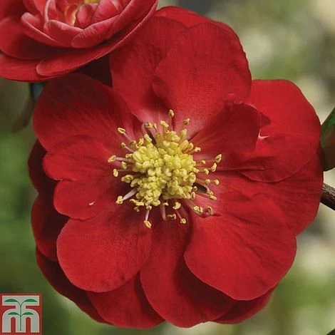 Chaenomeles 'Scarlet Storm' - Image 2