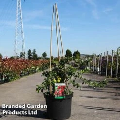 Chaenomeles Superba 'Texas Scarlet'