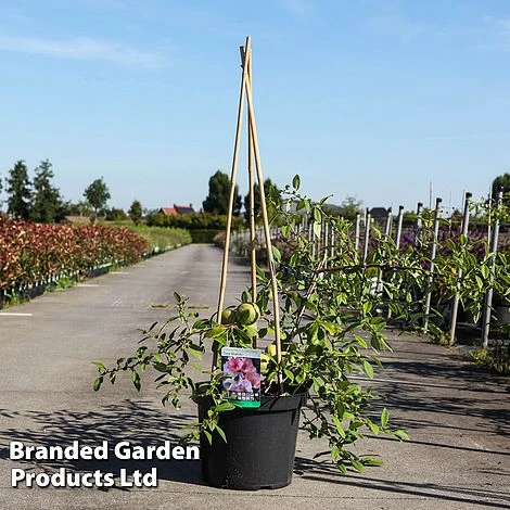 Chaenomeles Speciosa 'Toyo-Nishiki'