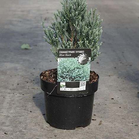 Chamaecyparis Thyoides 'Blue Rock' - Image 2