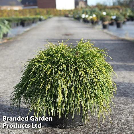 Chamaecyparis Pisifera 'Sungold'