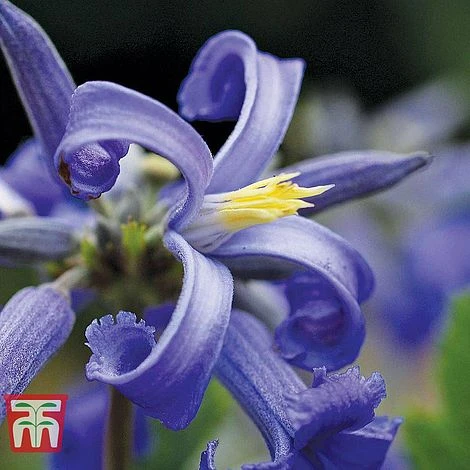 Clematis 'New Love' - Image 2