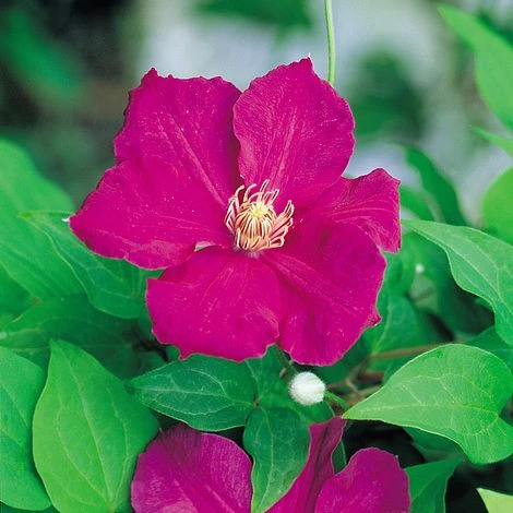 Clematis 'Ernest Markham' - Image 4