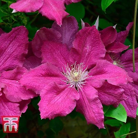 Clematis 'Ernest Markham' - Image 2