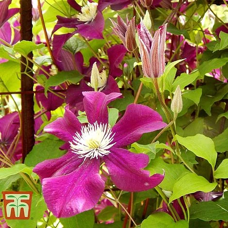 Clematis 'Ernest Markham' - Image 3