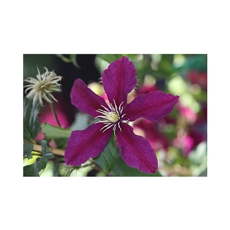 Clematis 'Niobe' - Image 2