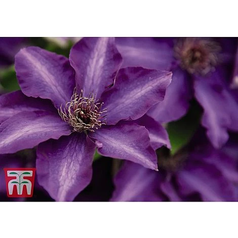 Clematis 'The President' - Image 2