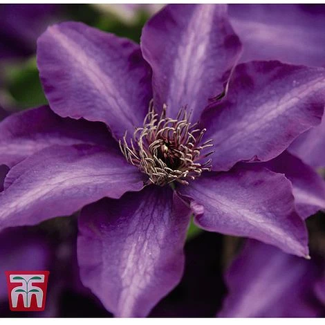 Clematis 'The President' - Image 3