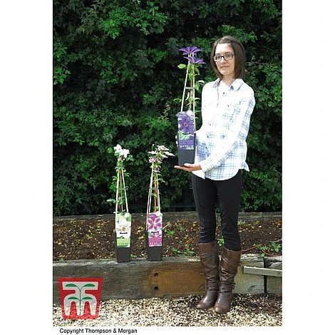 Clematis 'The President' - Image 5